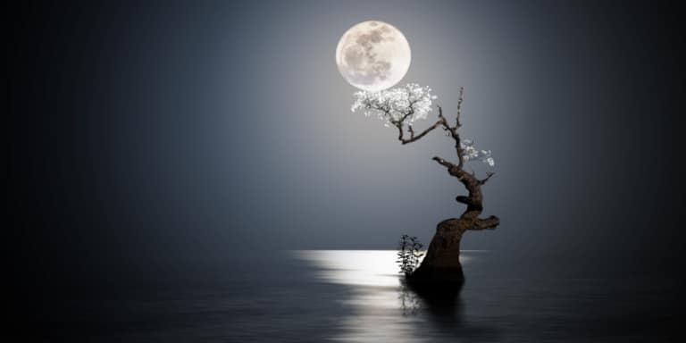 Moon and solitary tree in water moon in February