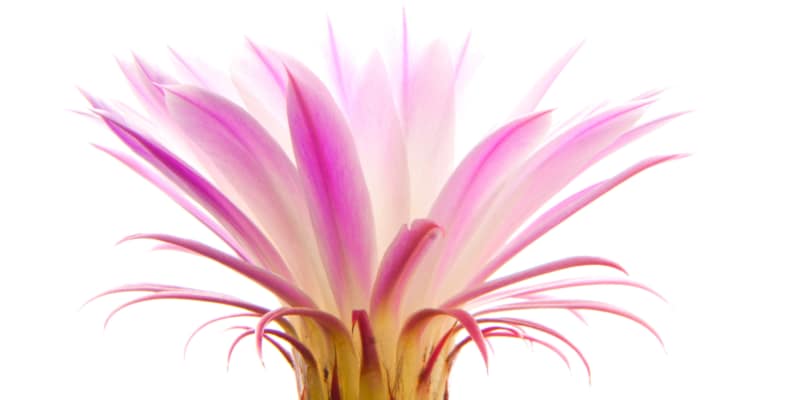 Pink flower in the Age of Aquarius