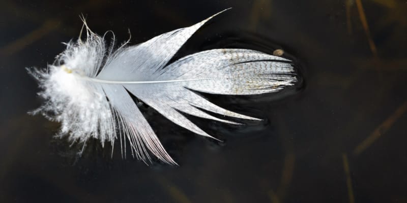 Need to belong - white feather on black background