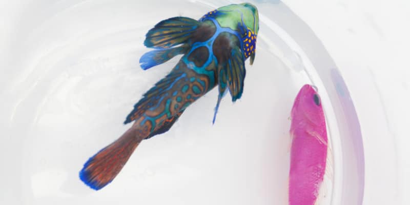 Two fish for death and dying