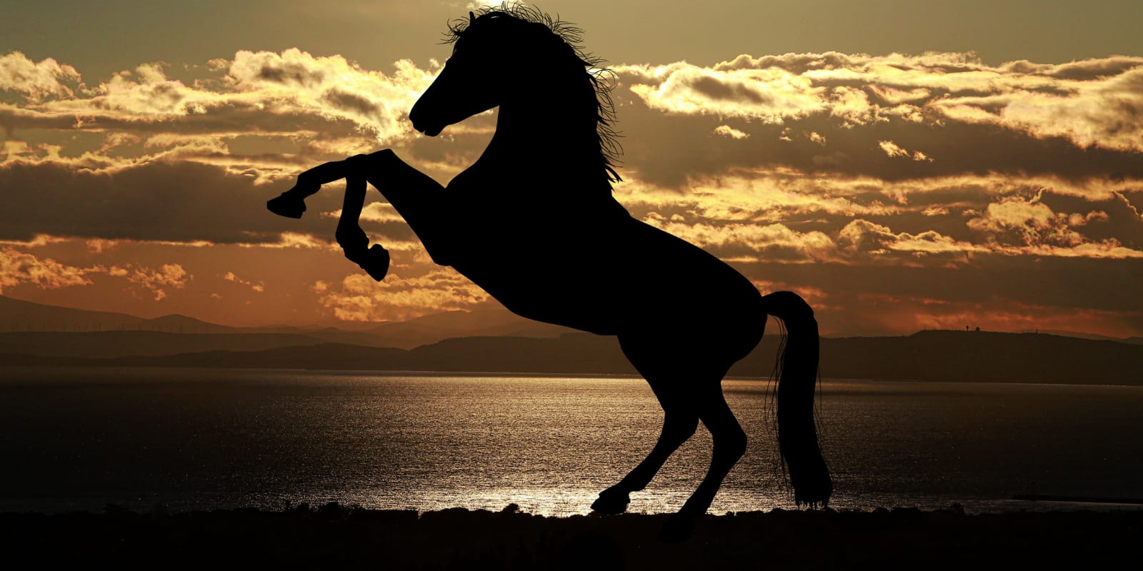 Year of Fire Horse