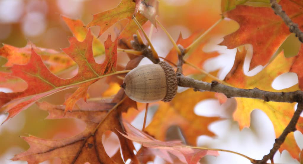 Autumn leaves and acorn